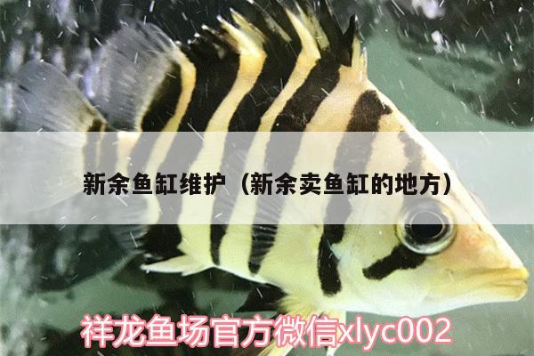 新余魚缸維護（新余賣魚缸的地方） 蝴蝶鯉