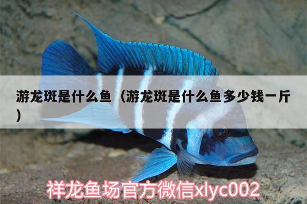 游龍斑是什么魚（游龍斑是什么魚多少錢一斤）