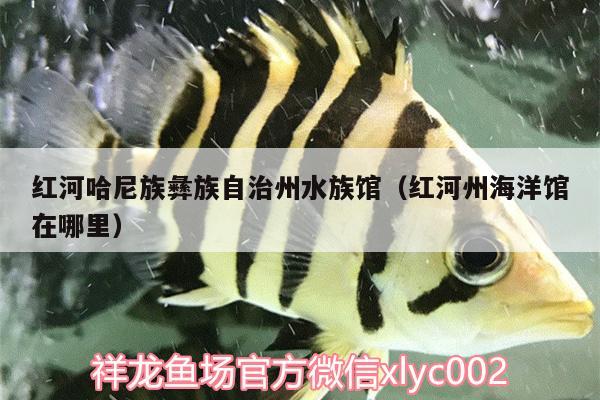 紅河哈尼族彝族自治州水族館（紅河州海洋館在哪里） 帝王血鉆魚