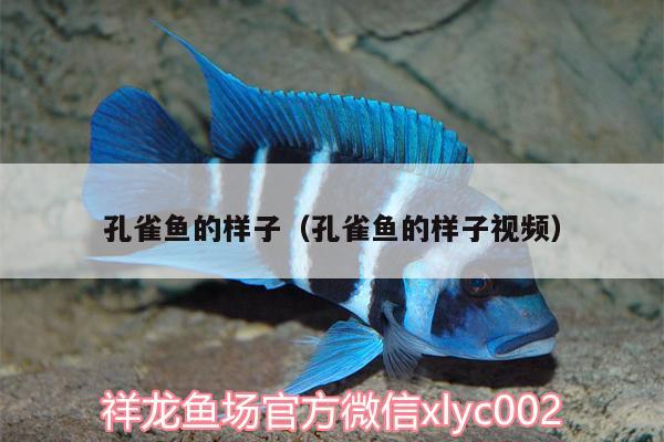 孔雀魚的樣子（孔雀魚的樣子視頻）