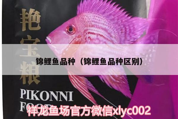 錦鯉魚品種（錦鯉魚品種區(qū)別）