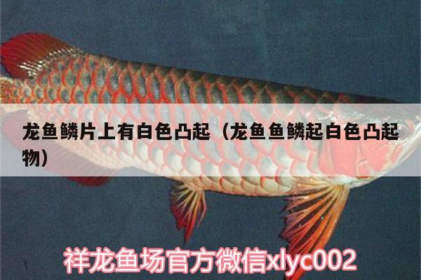 龍魚鱗片上有白色凸起（龍魚魚鱗起白色凸起物）