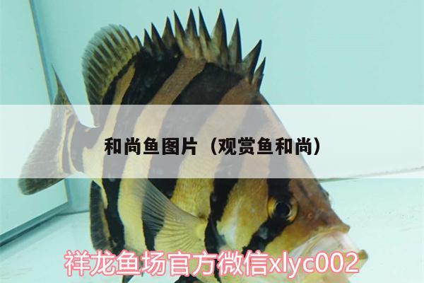 和尚魚圖片（觀賞魚和尚） 和尚魚