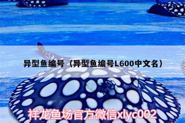 異型魚編號（異型魚編號L600中文名） 祥龍赫舞紅龍魚