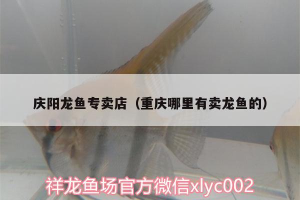 慶陽龍魚專賣店（重慶哪里有賣龍魚的） 水族用品