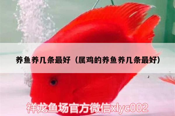 養(yǎng)魚養(yǎng)幾條最好（屬雞的養(yǎng)魚養(yǎng)幾條最好）