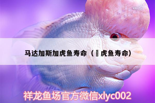 馬達(dá)加斯加虎魚(yú)壽命（鰕虎魚(yú)壽命） 虎魚(yú)百科