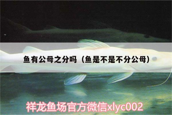 魚有公母之分嗎（魚是不是不分公母） 觀賞魚