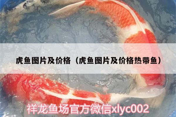 虎魚(yú)圖片及價(jià)格（虎魚(yú)圖片及價(jià)格熱帶魚(yú)）