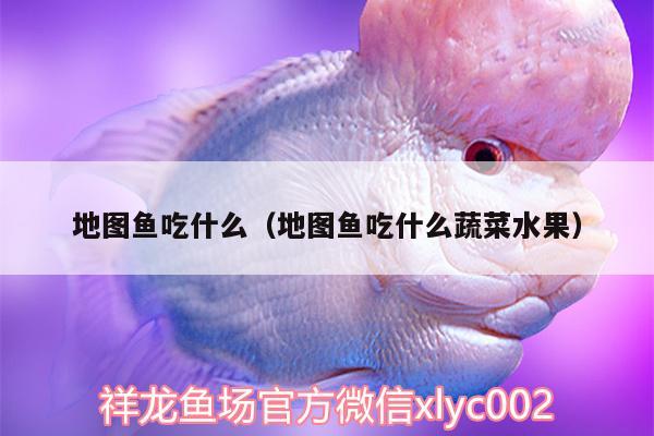 地圖魚吃什么（地圖魚吃什么蔬菜水果）