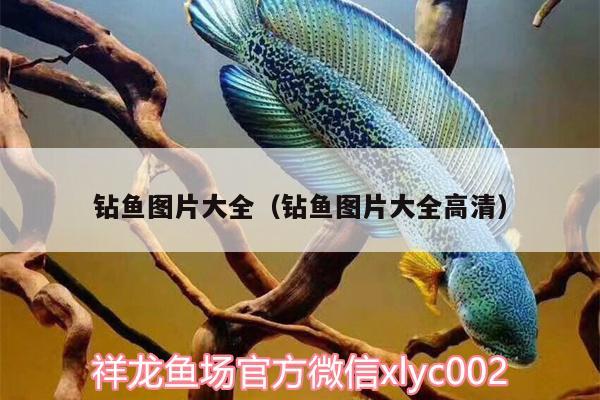 鉆魚圖片大全（鉆魚圖片大全高清） 元寶鳳凰魚