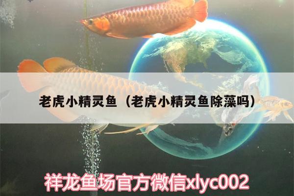 老虎小精靈魚（老虎小精靈魚除藻嗎）