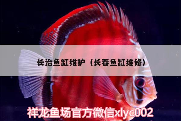 長(zhǎng)治魚(yú)缸維護(hù)（長(zhǎng)春魚(yú)缸維修） 魚(yú)糧魚(yú)藥