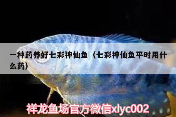 一種藥養(yǎng)好七彩神仙魚(yú)（七彩神仙魚(yú)平時(shí)用什么藥）