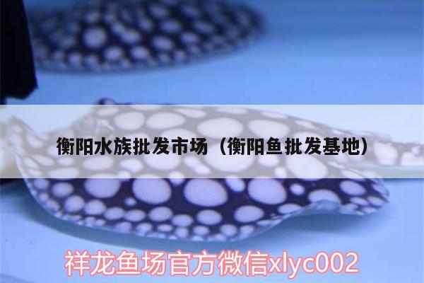 衡陽水族批發(fā)市場（衡陽魚批發(fā)基地） 觀賞魚水族批發(fā)市場