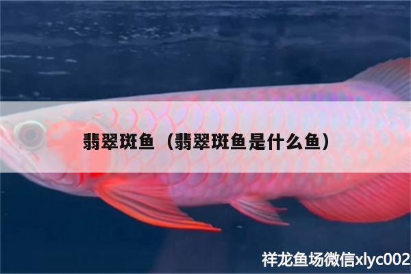 翡翠斑魚（翡翠斑魚是什么魚） 廣州觀賞魚批發(fā)市場