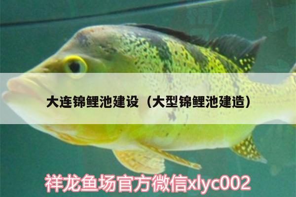 大連錦鯉池建設(shè)（大型錦鯉池建造） 一眉道人魚