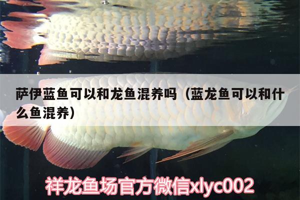 薩伊藍(lán)魚(yú)可以和龍魚(yú)混養(yǎng)嗎（藍(lán)龍魚(yú)可以和什么魚(yú)混養(yǎng)）