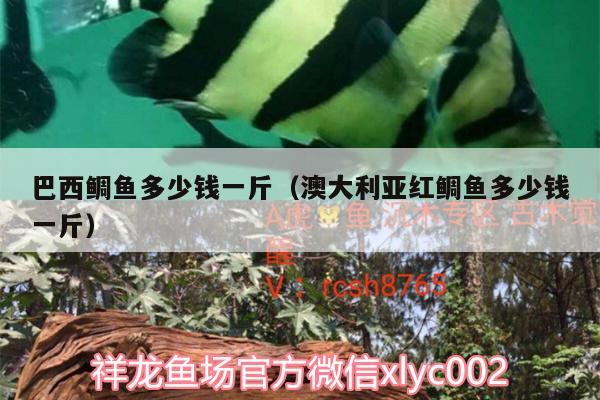 巴西鯛魚多少錢一斤（澳大利亞紅鯛魚多少錢一斤）