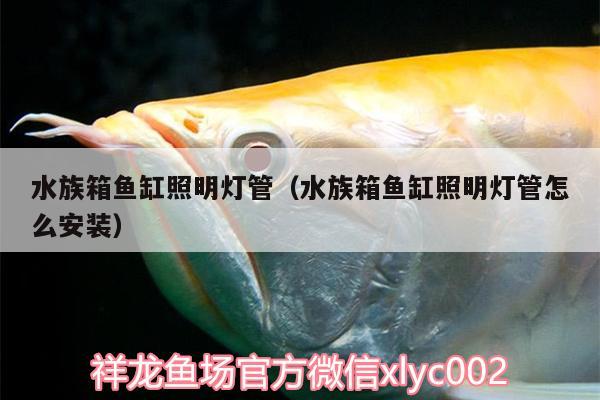 水族箱魚(yú)缸照明燈管（水族箱魚(yú)缸照明燈管怎么安裝） 魚(yú)缸/水族箱