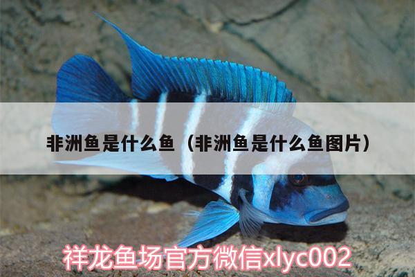 非洲魚是什么魚（非洲魚是什么魚圖片） 虎魚百科