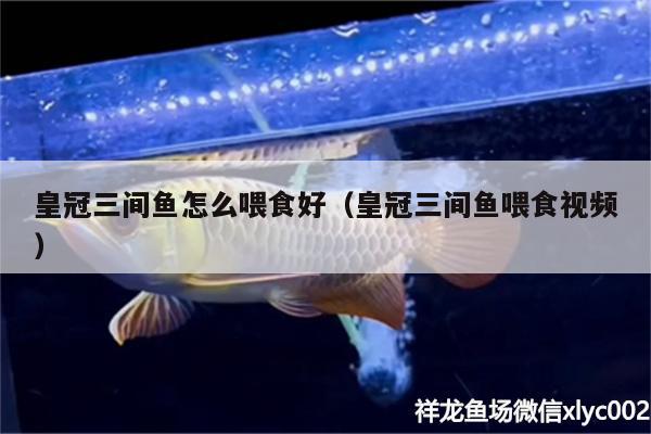 皇冠三間魚怎么喂食好（皇冠三間魚喂食視頻） 鐵甲武士