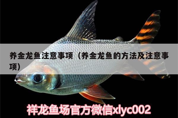 養(yǎng)金龍魚注意事項（養(yǎng)金龍魚的方法及注意事項）