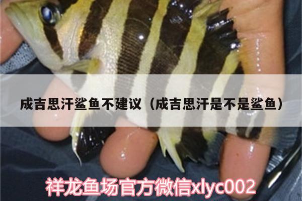 成吉思汗鯊魚(yú)不建議（成吉思汗是不是鯊魚(yú)） 成吉思汗鯊（球鯊）魚(yú)