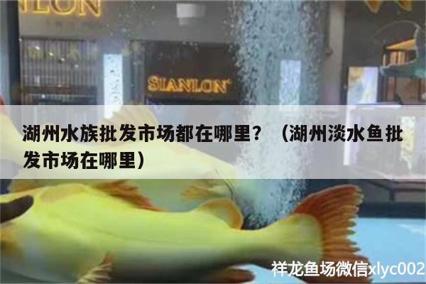 湖州水族批發(fā)市場都在哪里？（湖州淡水魚批發(fā)市場在哪里） 觀賞魚水族批發(fā)市場