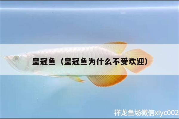 皇冠魚（皇冠魚為什么不受歡迎） 熊貓異形魚L46 第1張