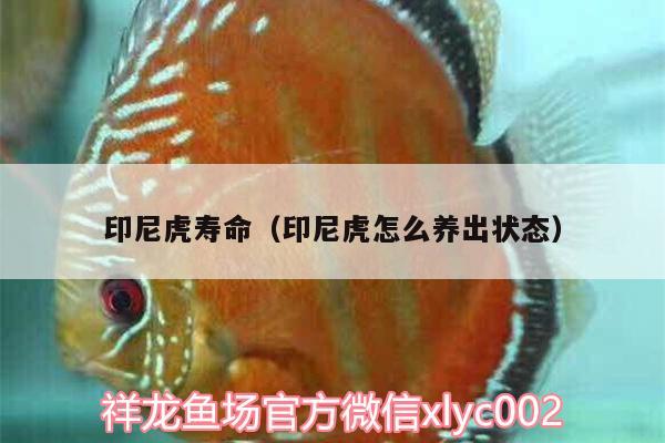 印尼虎壽命（印尼虎怎么養(yǎng)出狀態(tài)） 銀龍魚苗