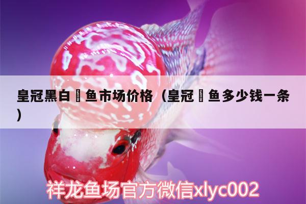 皇冠黑白魟魚市場價格（皇冠魟魚多少錢一條） 皇冠黑白魟魚