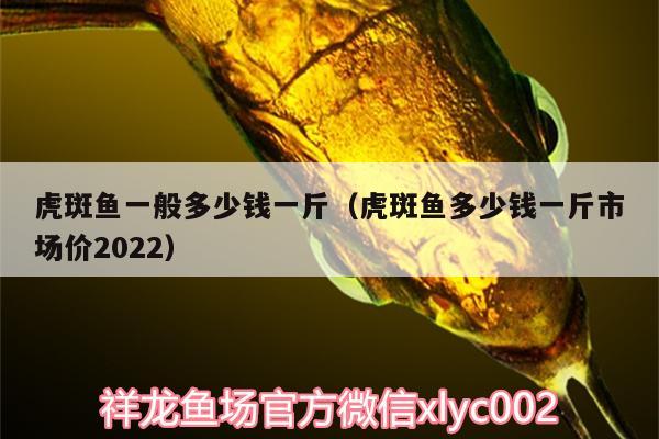 虎斑魚一般多少錢一斤（虎斑魚多少錢一斤市場價(jià)2022） 魚缸清潔用具