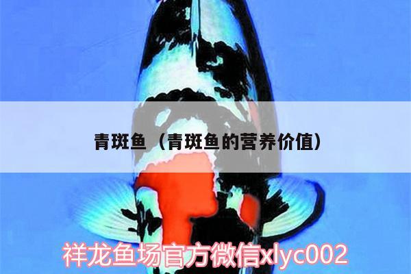 青斑魚（青斑魚的營養(yǎng)價值） 女王大帆魚苗