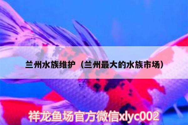 蘭州水族維護(hù)（蘭州最大的水族市場） 藍(lán)帆三間魚