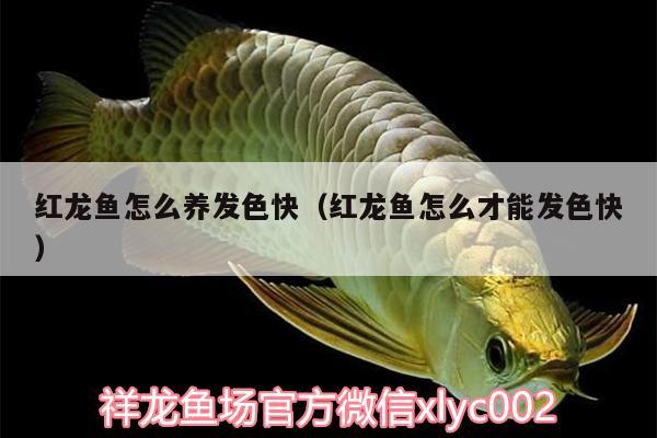 紅龍魚(yú)怎么養(yǎng)發(fā)色快（紅龍魚(yú)怎么才能發(fā)色快）