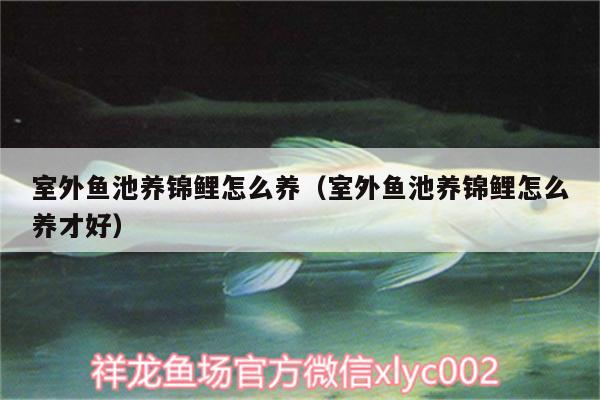 室外魚池養(yǎng)錦鯉怎么養(yǎng)（室外魚池養(yǎng)錦鯉怎么養(yǎng)才好） 紅魔王銀版魚