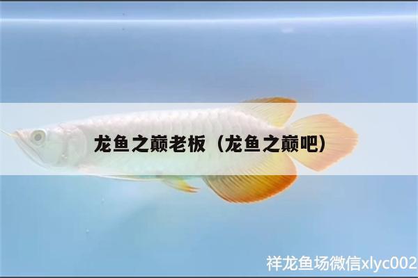 龍魚之巔老板（龍魚之巔吧）