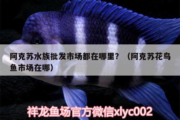 阿克蘇水族批發(fā)市場都在哪里？（阿克蘇花鳥魚市場在哪）