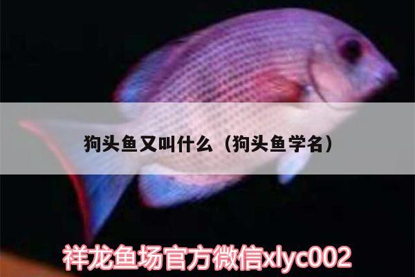 狗頭魚又叫什么（狗頭魚學(xué)名） 狗頭魚