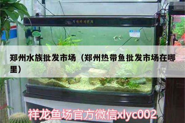 鄭州水族批發(fā)市場（鄭州熱帶魚批發(fā)市場在哪里） 觀賞魚水族批發(fā)市場