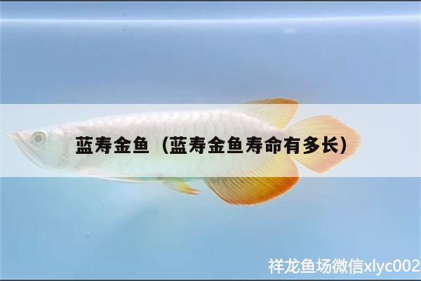 藍(lán)壽金魚（藍(lán)壽金魚壽命有多長(zhǎng)）