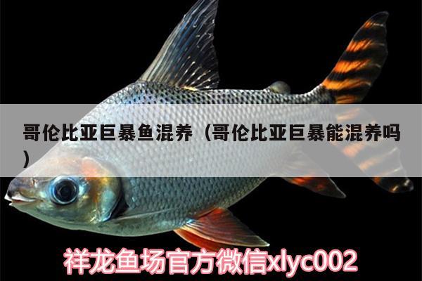 哥倫比亞巨暴魚混養(yǎng)（哥倫比亞巨暴能混養(yǎng)嗎）