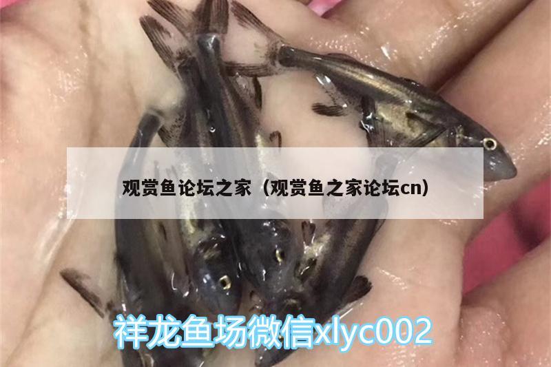 觀賞魚論壇之家（觀賞魚之家論壇cn） 豹紋夫魚苗