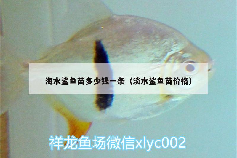 海水鯊魚苗多少錢一條（淡水鯊魚苗價(jià)格） 翡翠鳳凰魚