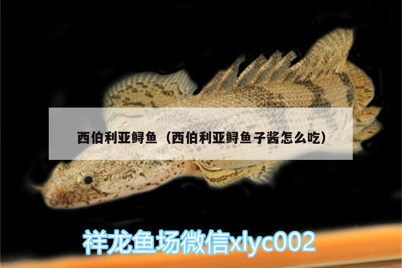 西伯利亞鱘魚(yú)（西伯利亞鱘魚(yú)子醬怎么吃） 生態(tài)瓶/創(chuàng)意缸/桌面微景缸