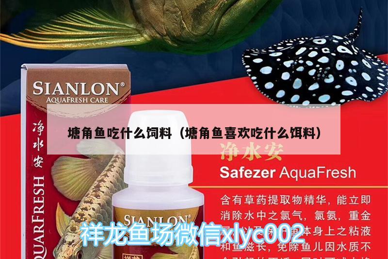 塘角魚吃什么飼料（塘角魚喜歡吃什么餌料） PH調(diào)節(jié)劑 第3張