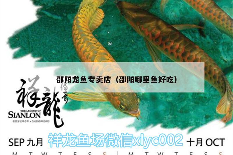 邵陽龍魚專賣店（邵陽哪里魚好吃） 水族世界