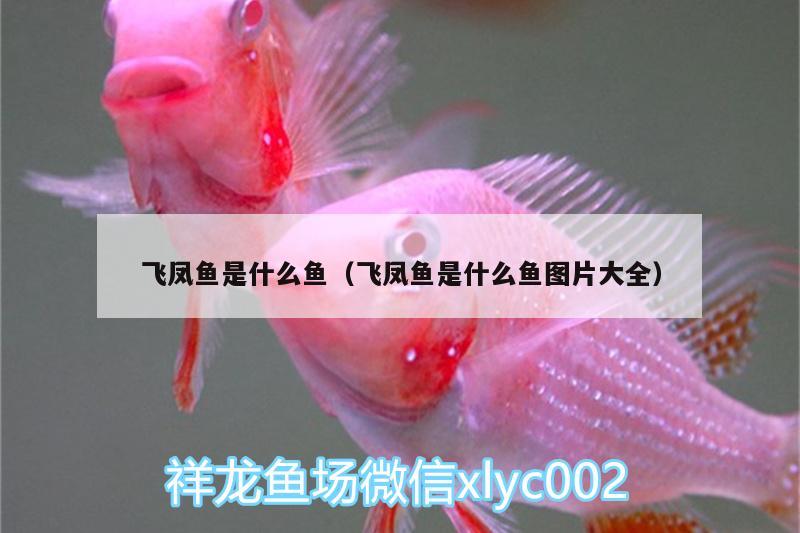 飛鳳魚是什么魚（飛鳳魚是什么魚圖片大全） 飛鳳魚