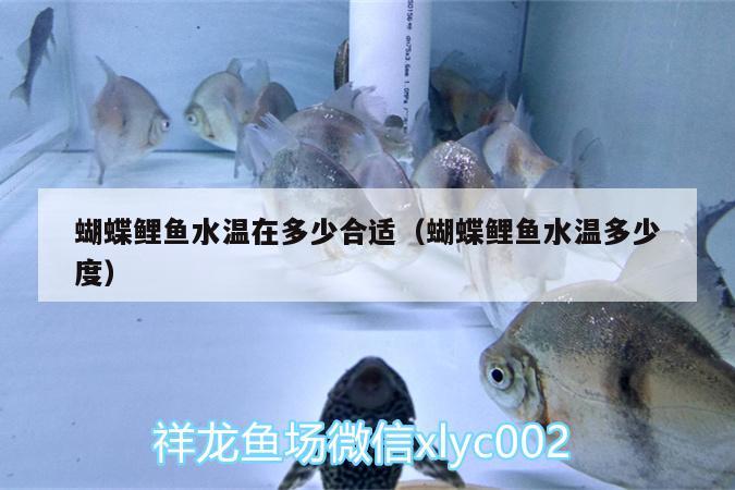 蝴蝶鯉魚水溫在多少合適（蝴蝶鯉魚水溫多少度）